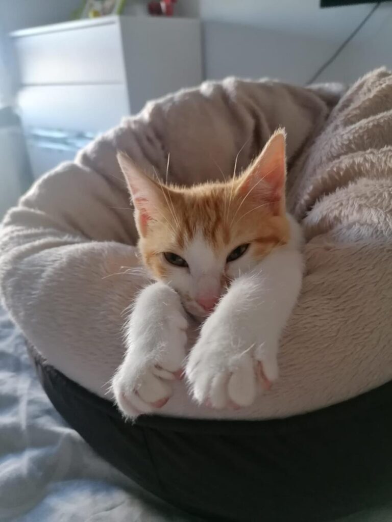 multimedia-foto68015-608-1