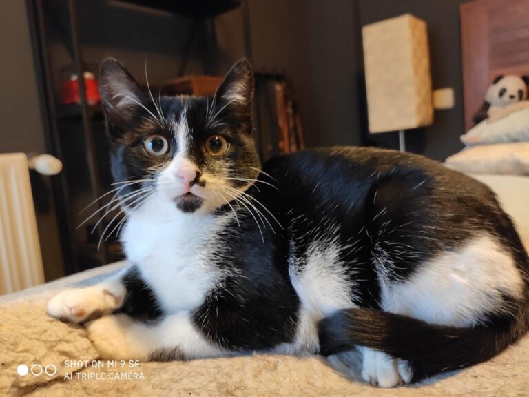 multimedia-foto68080-486-1