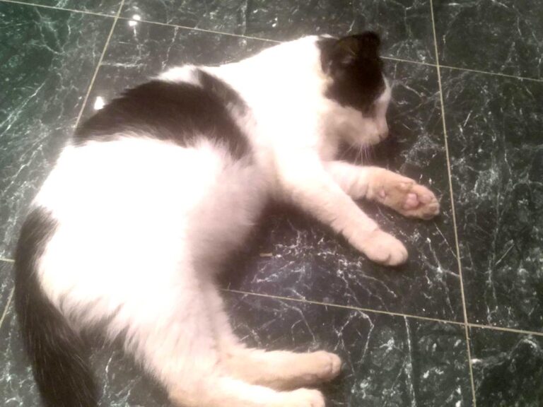 multimedia-foto68099-8-1