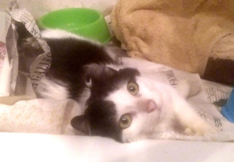 multimedia-foto68100-9-1