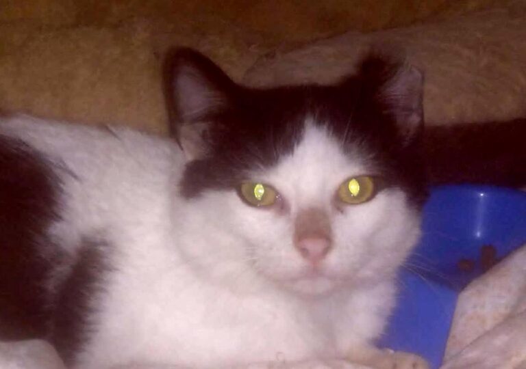 multimedia-foto68101-9-1