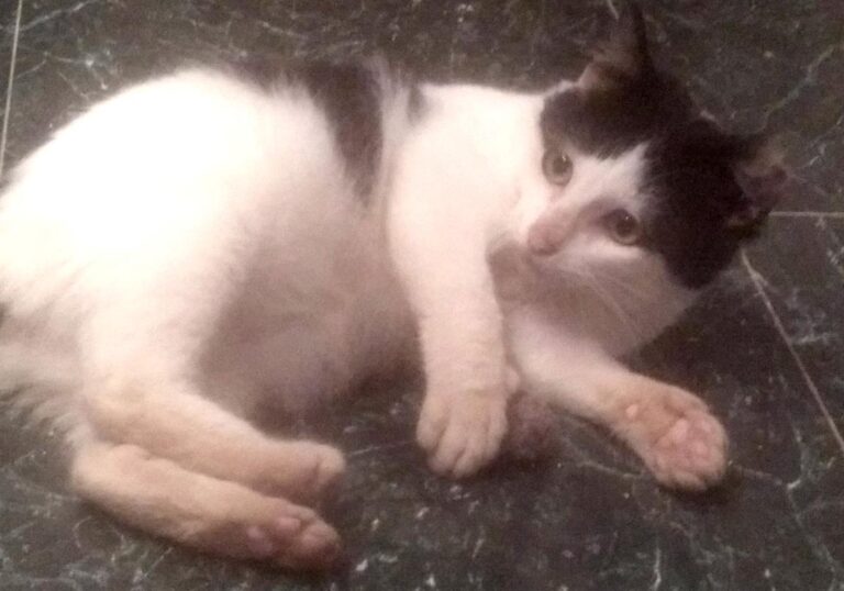 multimedia-foto68102-10-1