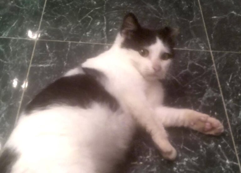 multimedia-foto68103-10-1