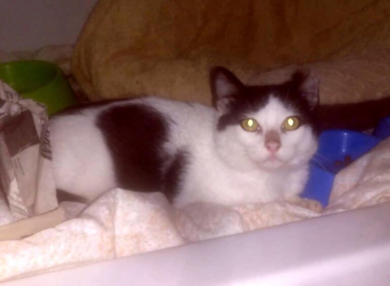 multimedia-foto68104-11-1