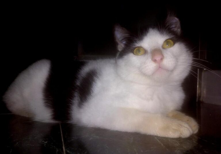 multimedia-foto68195-259-1