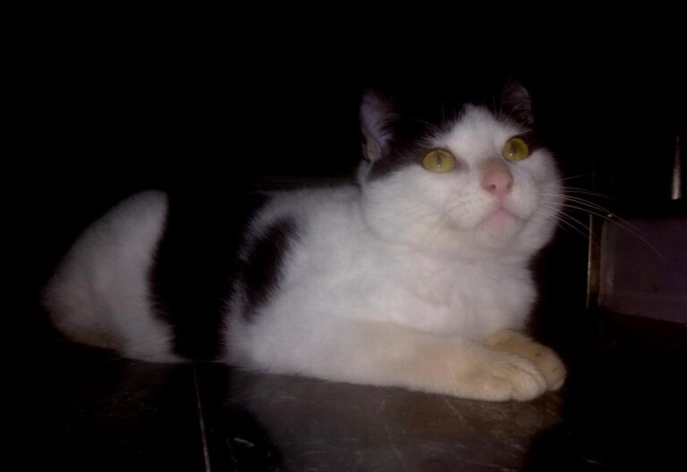 multimedia-foto68196-260-1