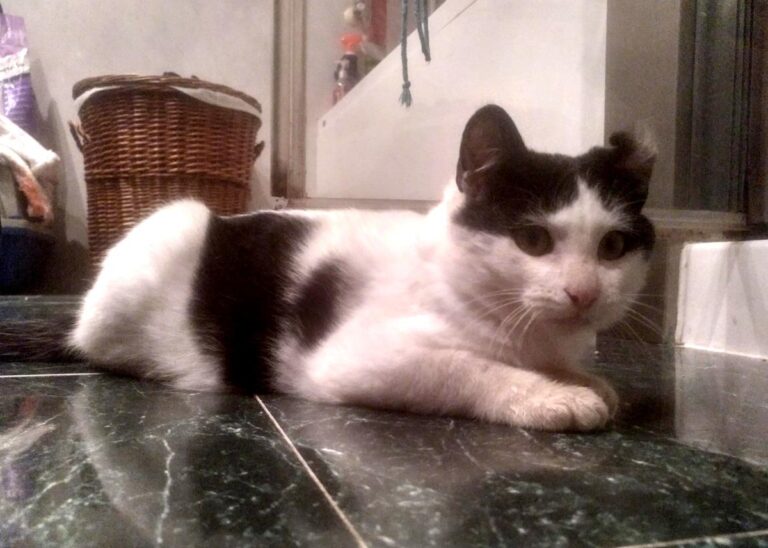 multimedia-foto68197-260-1