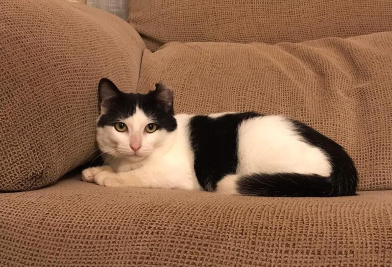 multimedia-foto68198-261-1