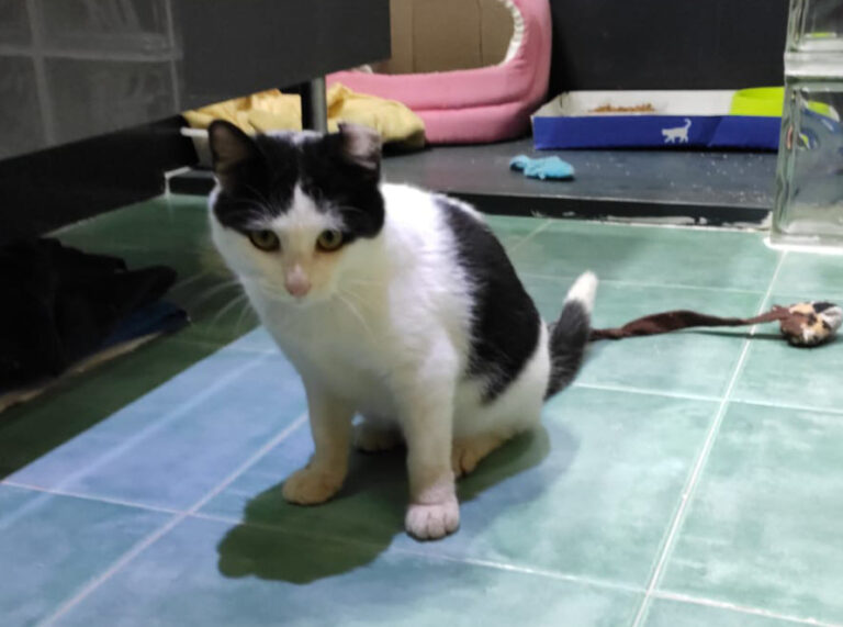 multimedia-foto68199-262-1