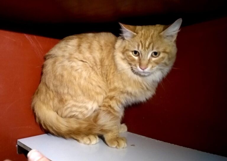 multimedia-foto68204-799-1