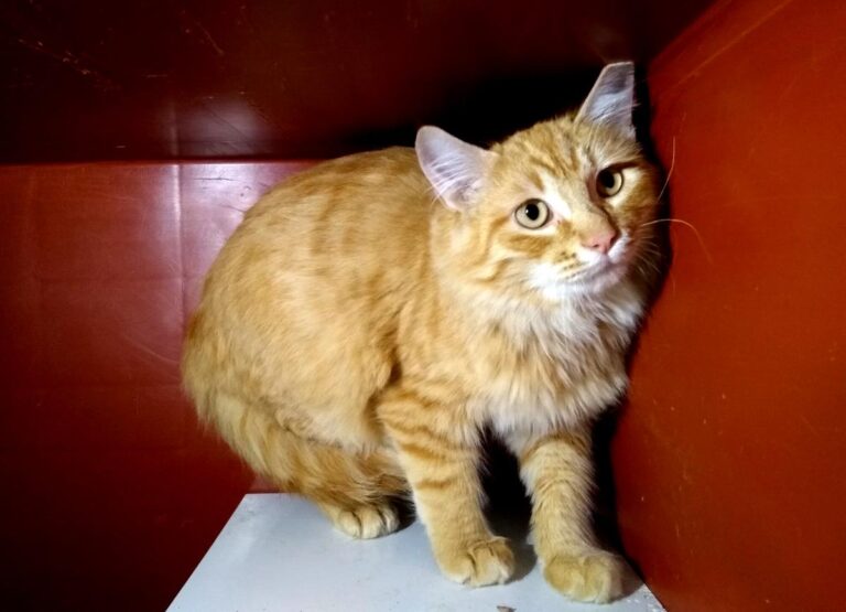 multimedia-foto68205-800-1