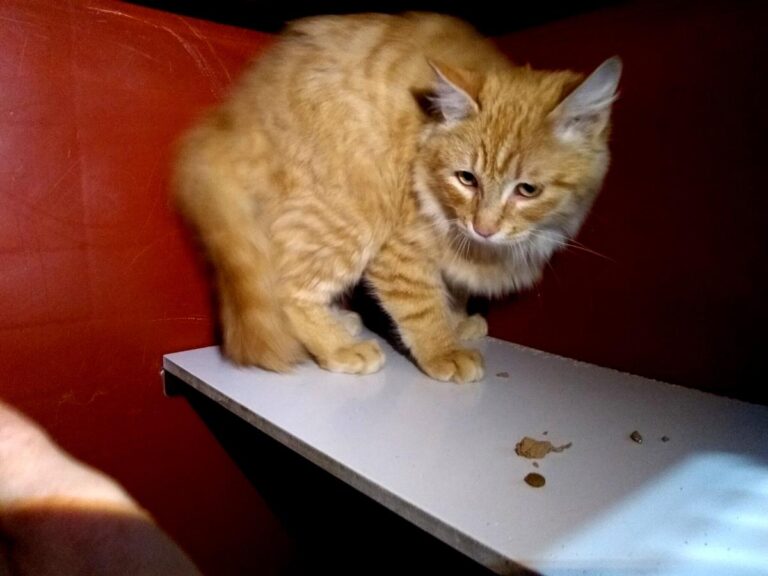 multimedia-foto68206-800-1