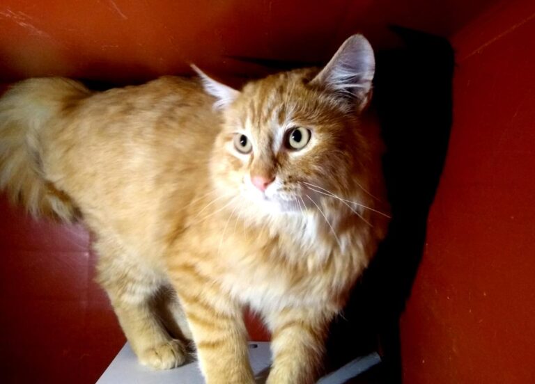 multimedia-foto68208-801-1