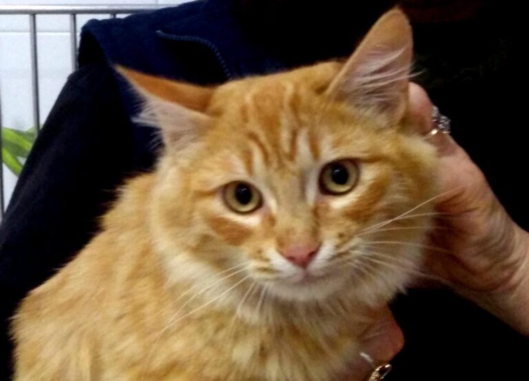 multimedia-foto68209-802-1