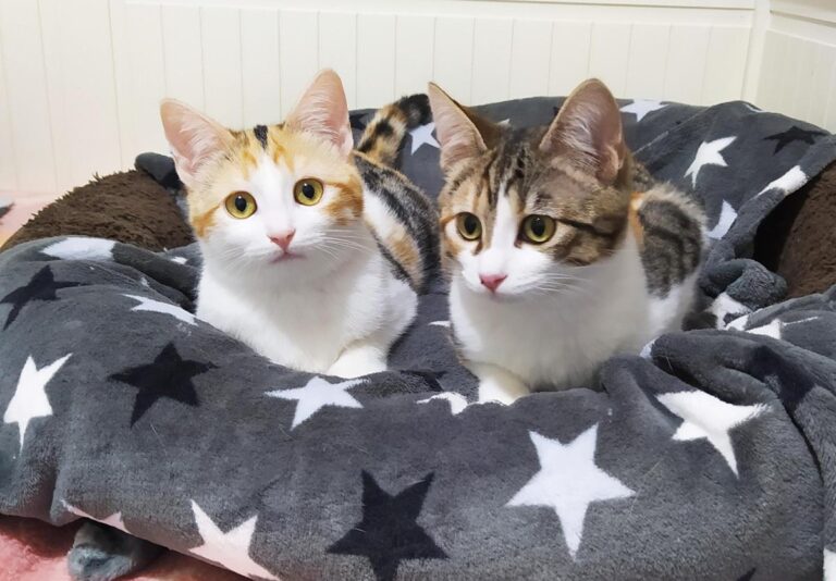 multimedia-foto68212-612-1