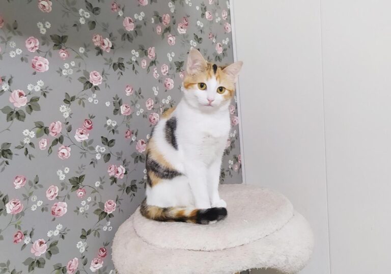 multimedia-foto68213-612-1