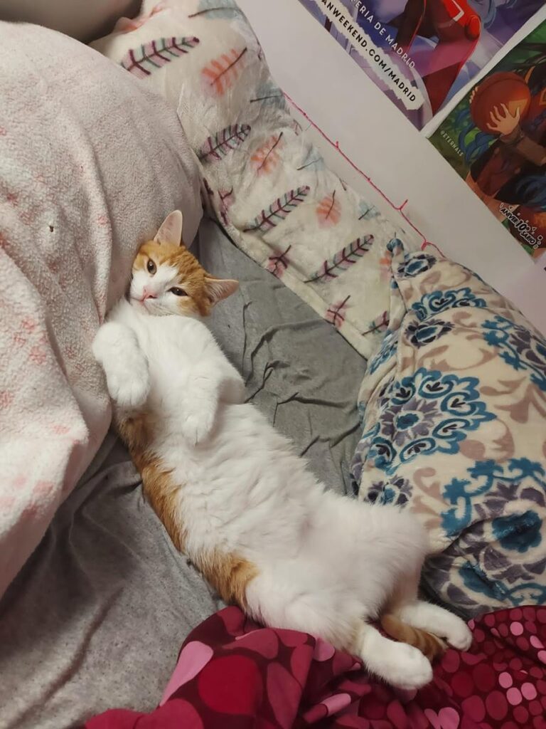 multimedia-foto68216-72-1