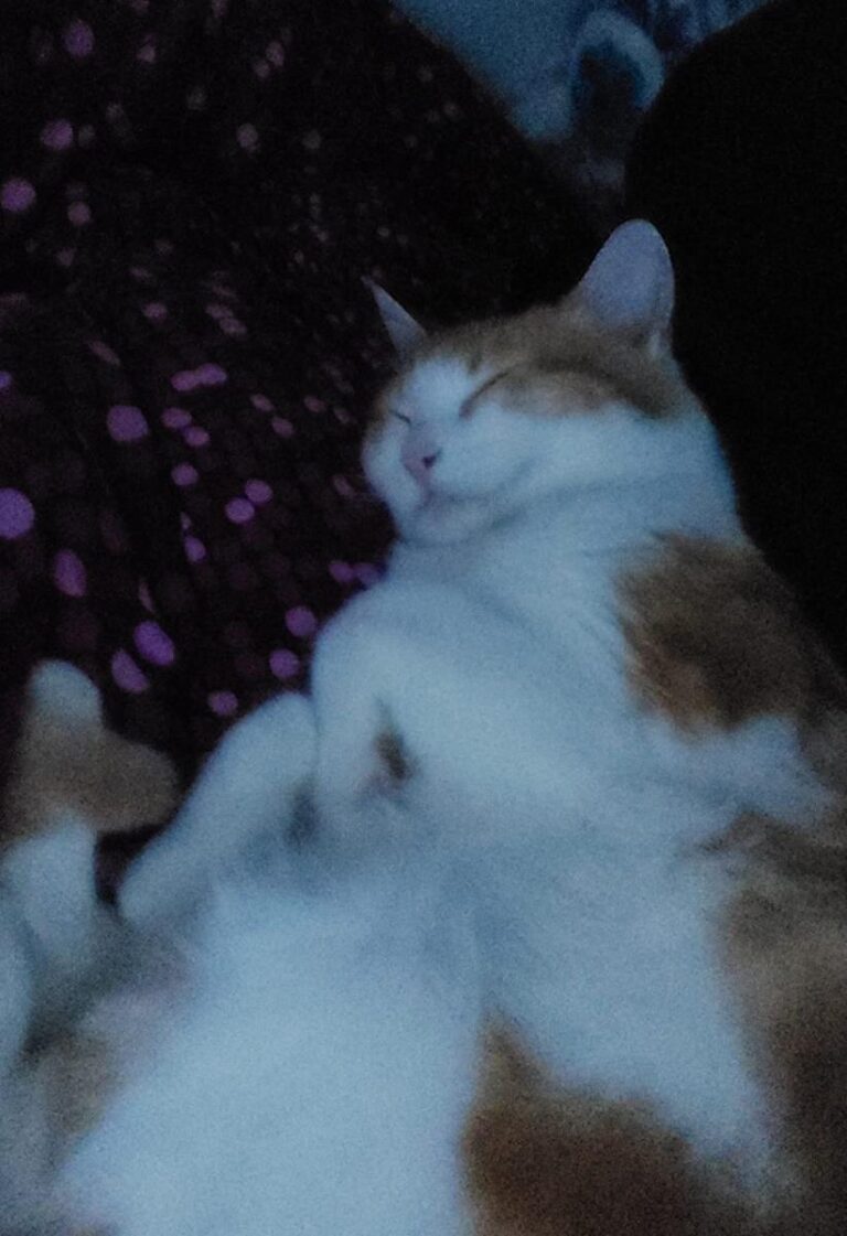 multimedia-foto68218-74-1