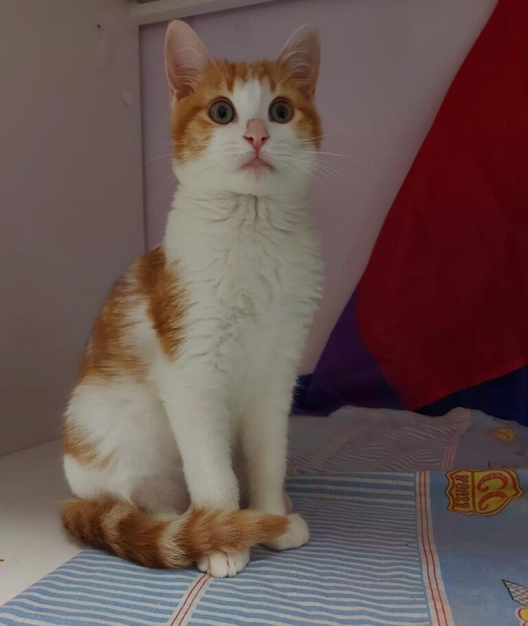 multimedia-foto68219-74-1