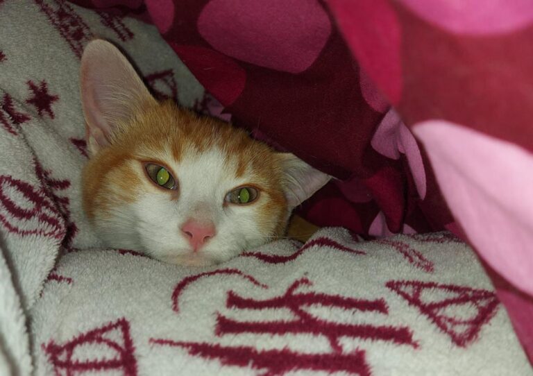 multimedia-foto68220-75-1