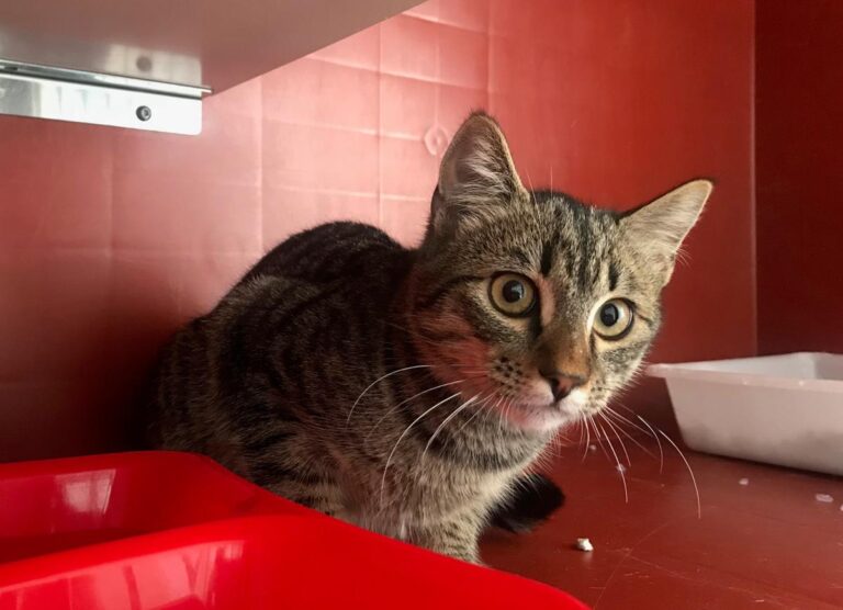 multimedia-foto68221-4-1