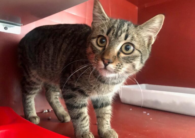 multimedia-foto68222-5-1