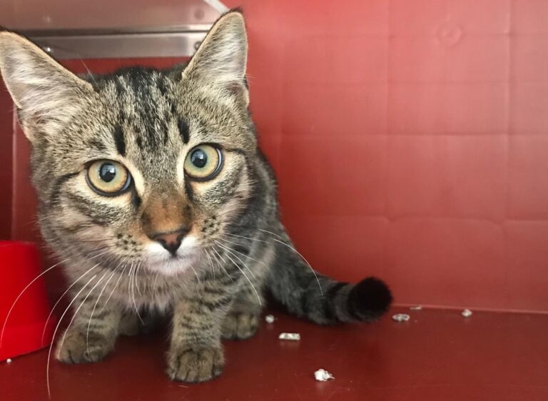 multimedia-foto68223-6-1