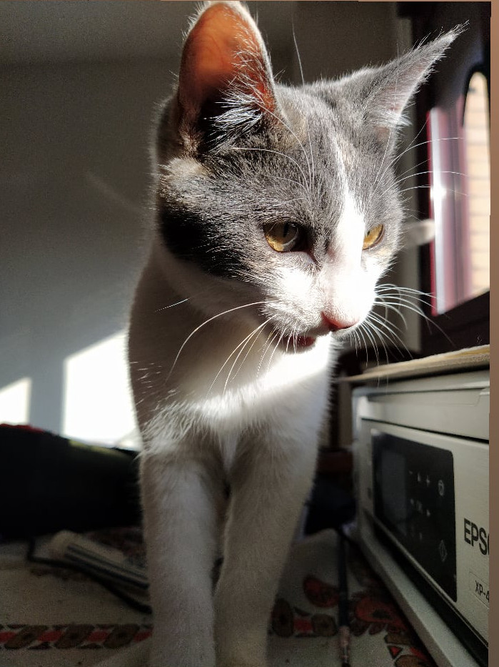 multimedia-foto68229-509-1