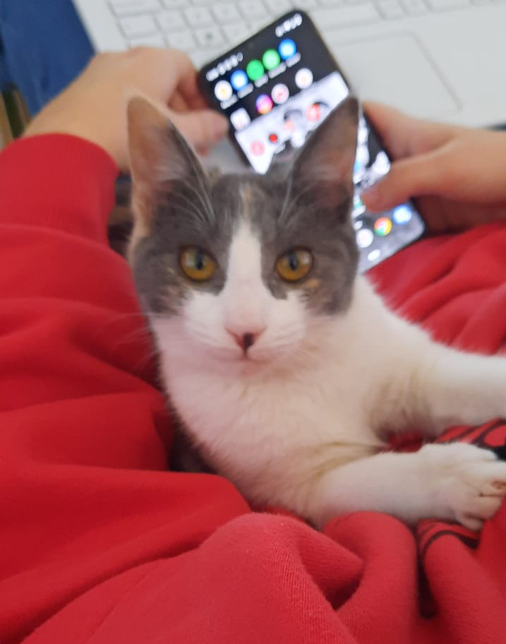 multimedia-foto68230-510-1