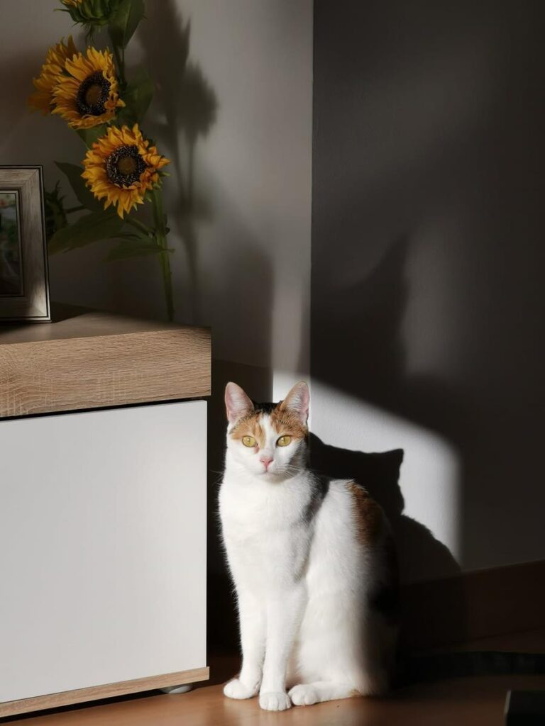 multimedia-foto68231-591-1