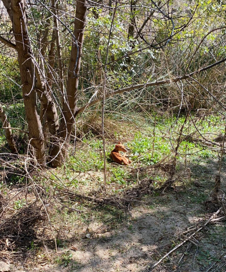 multimedia-foto68238-743-1