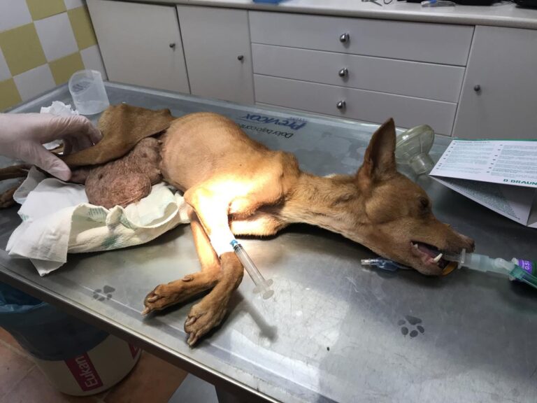 multimedia-foto68241-745-1