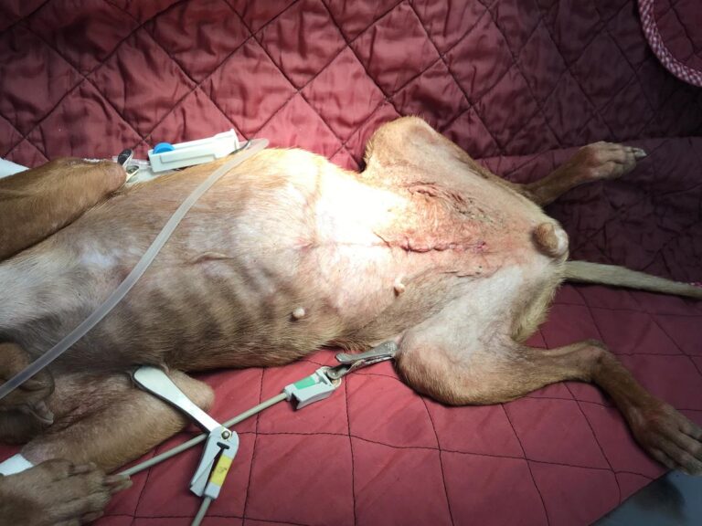 multimedia-foto68242-746-1