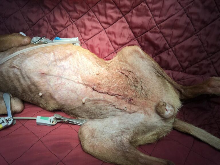 multimedia-foto68243-746-1