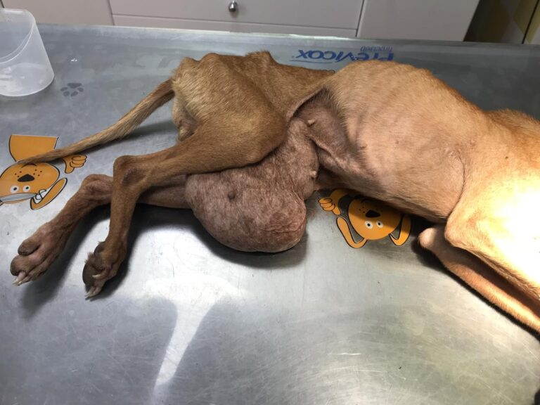 multimedia-foto68244-747-1