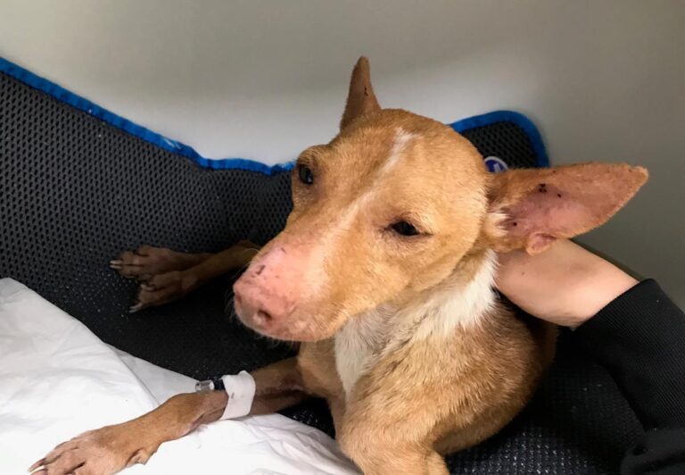 multimedia-foto68245-748-1