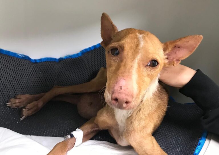 multimedia-foto68246-748-1