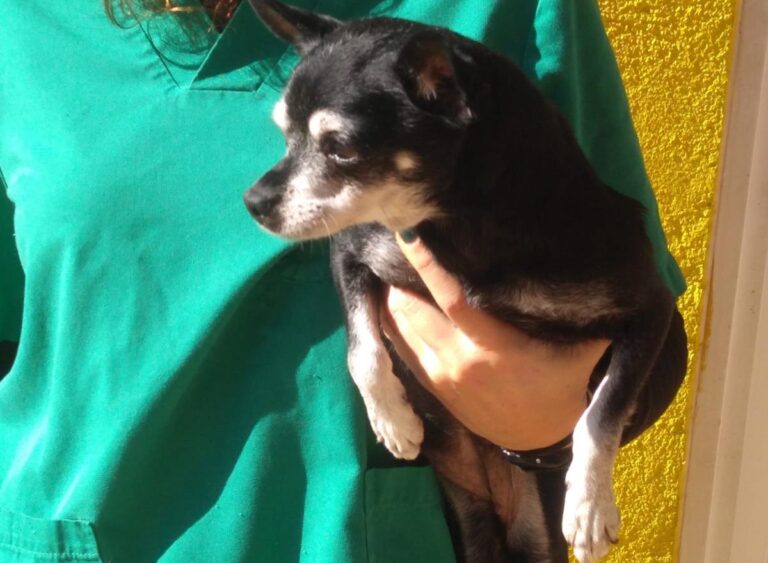 multimedia-foto68256-645-1