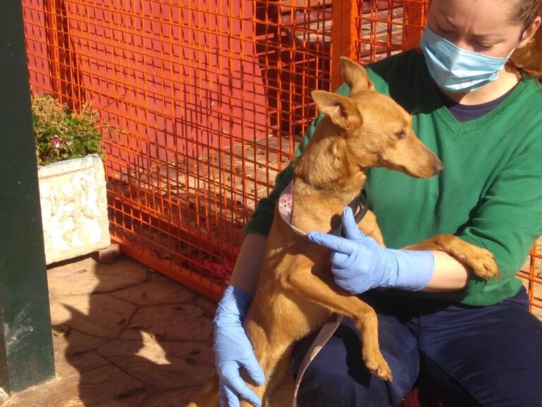 multimedia-foto68274-476-1