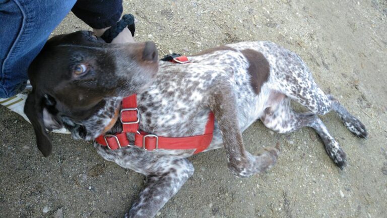 multimedia-foto68293-407-1