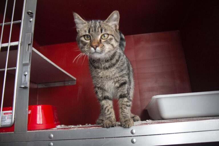 multimedia-foto68472-145-1