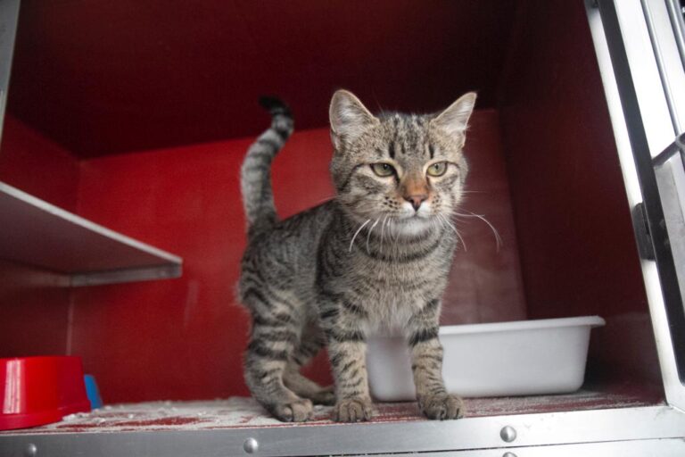 multimedia-foto68473-145-1