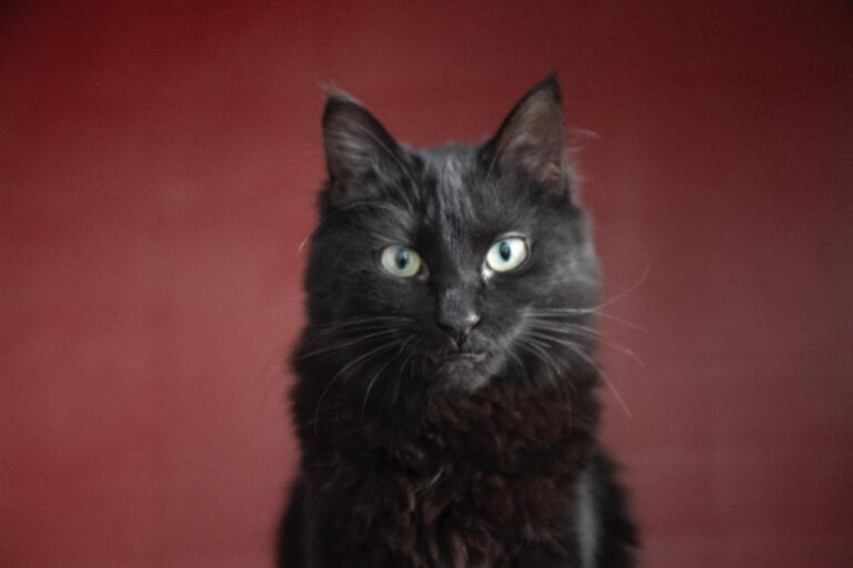 multimedia-foto68476-441-1