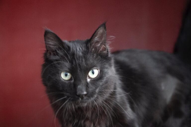 multimedia-foto68478-442-1