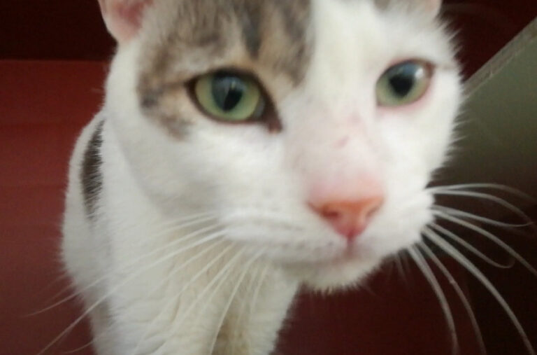 multimedia-foto68492-928-1