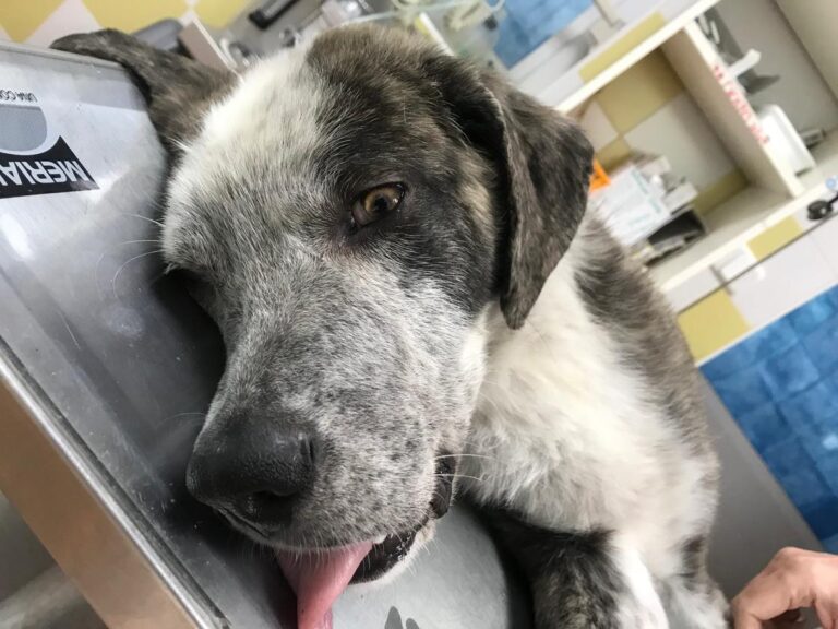 multimedia-foto68496-305-1