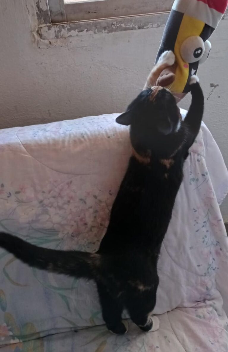 multimedia-foto68502-153-1