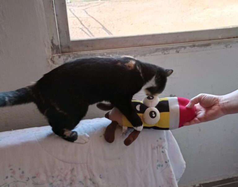 multimedia-foto68503-154-1