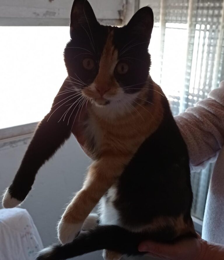 multimedia-foto68504-154-1