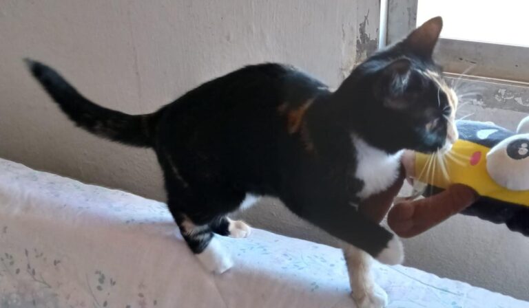 multimedia-foto68505-155-1